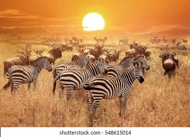 SAFARI POR EL SERENGUETI CENTRAL – 7 DÍAS / 6 NOCHES