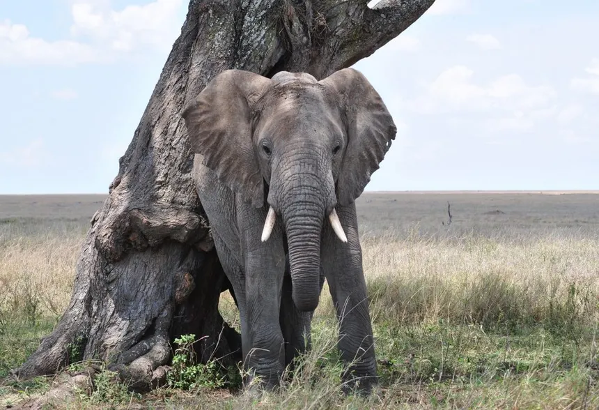 Safari Tanzania