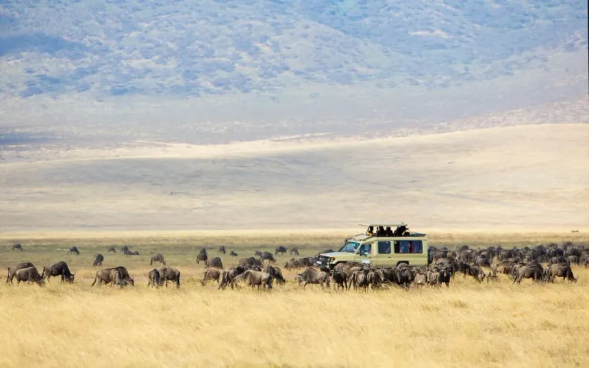 Safari Tanzania