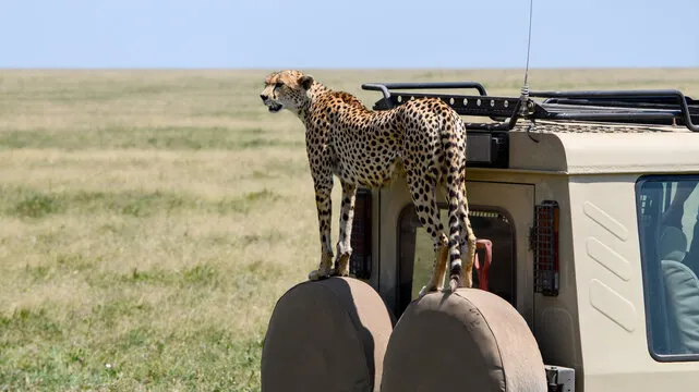 Safari Tanzania