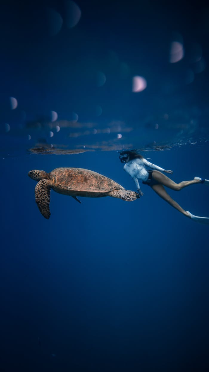Services-02 Full body of unrecognizable female diver in swimsuit swimming in oxygen mask near large turtle with bubbles on water surface